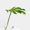 Minimalist Plant Paint by Numbers