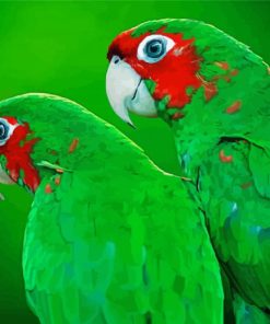 Green Cheek birds paint by numbers