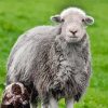 Adorable Herdwick Paint by Numbers
