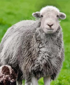 Adorable Herdwick Paint by Numbers