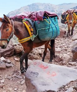 Mule In Mountain Paint By Numbers