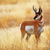 Pronghorn Wild Animal paint by numbers