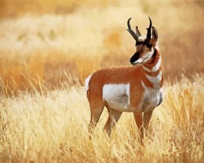 Pronghorn Wild Animal paint by numbers