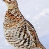 Ruffed Grouse Bird paint by numbers