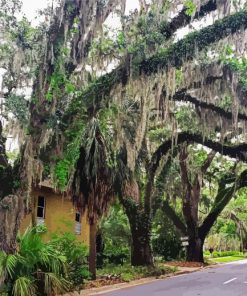 Spanish Moss Trees Paint by Numbers
