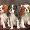 Trio King Charles paint by numbers