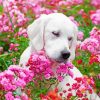White Labrador Paint By Numbers