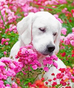 White Labrador Paint By Numbers