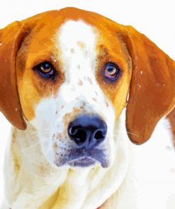 American Foxhound Dog paint by numbers