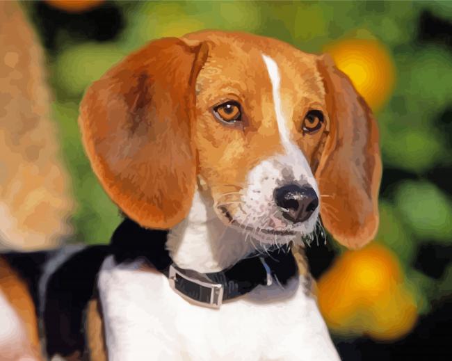 Foxhound Puppy Paint By Numbers