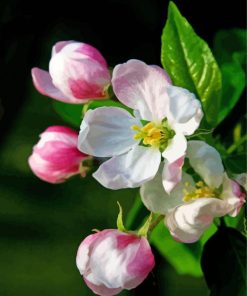 Apple Blossoms Paint By Numbers