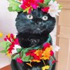 Black Kitty And Flowers Paint By Numbers