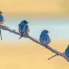 Blue Birds On Branch Paint By Numbers