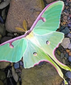 Close Up Luna Moth paint by numbers