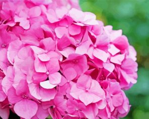 Pink Hydrangeas Flower Paint By Numbers