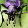Purple Beetle Insect paint by numbers