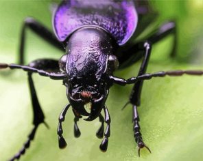 Purple Beetle Insect paint by numbers