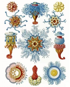 Sea Creatures Ernst paint by numbers