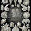 Ernst Haeckel Shells paint by numbers