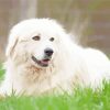 Pyrenean Mountain Dog paint by numbers