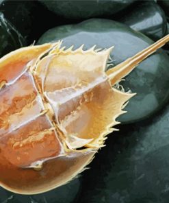 Horseshoe Crab paint by numbers