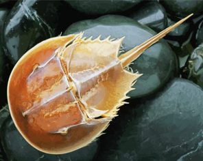 Horseshoe Crab paint by numbers