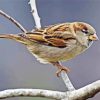 House Sparrow Paint By Numbers
