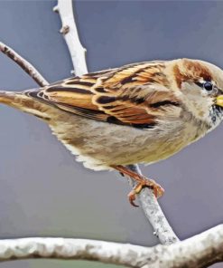 House Sparrow Paint By Numbers