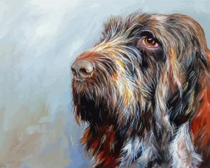 Italian Spinone Head Paint By Numbers