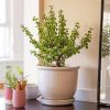 Jade Home Plant paint by numbers