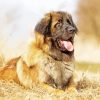 Leonberger Dog Paint By Numbers