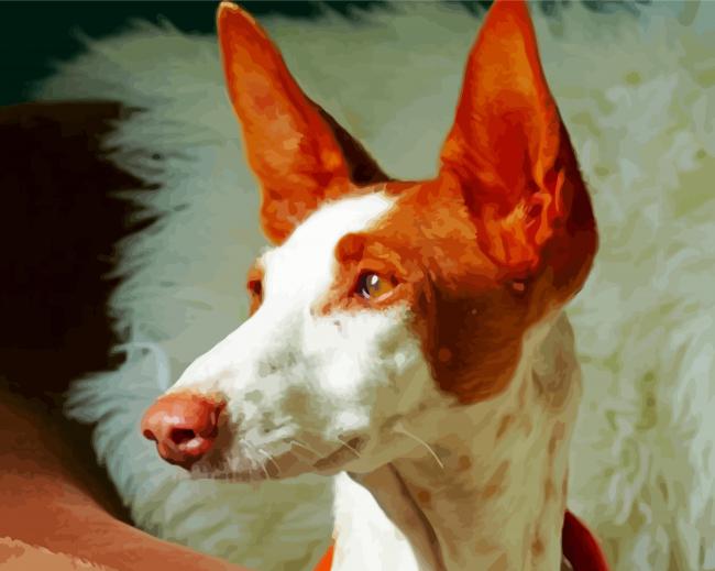 Podenco Dog Head Paint By Numbers