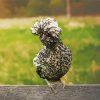 Frizzle Chicken Paint By Numbers