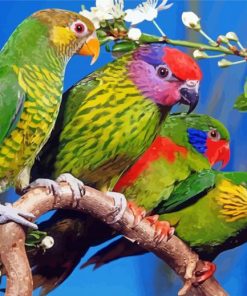 Rainbow Birds On Branch paint by numbers