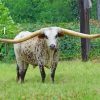 Texas Longhorns Animal paint by numbers