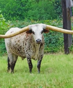 Texas Longhorns Animal paint by numbers