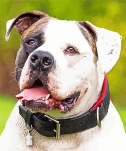 The American Bulldog paint by numbers