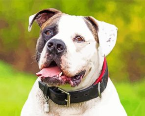 The American Bulldog paint by numbers