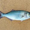 The Bluefish paint by numbers