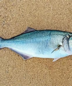 The Bluefish paint by numbers
