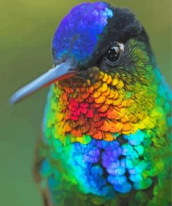 Rainbow Hummingbird paint by numbers