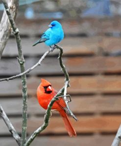 Red And Blue Birds Paint By Numbers