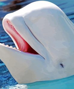 Cute Beluga Whale paint by numbers