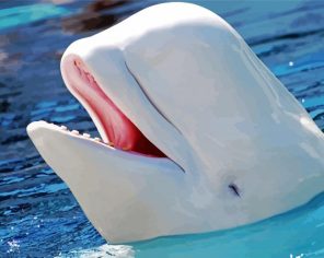 Cute Beluga Whale paint by numbers