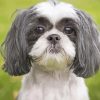 Black And White Shih Tzu paint by numbers