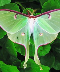 Green Luna Moth Paint By Numbers