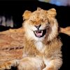 Lion Smiling Animal paint by numbers
