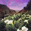Arum Lilies In Field Paint By Numbers