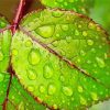Droplets on Leaves paint by numbers