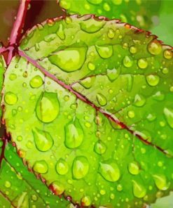 Droplets on Leaves paint by numbers